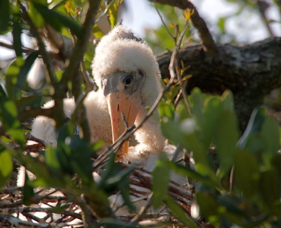 [Close view of the face of a very young wood stork. There is a band approximately one and half inches wide of white feathery fuzz from its neck across the top of its head and down the other size of the neck. This bird is seen through the branches of a tree as it sits in its nest.]